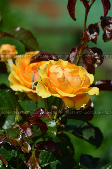 Роза флорибунда Амбер Куин (Янтарная королева) (Rosa Amber Queen), Harkness Roses, Великобритания, 1983. Стоковое фото, фотограф lana1501 / Фотобанк Лори