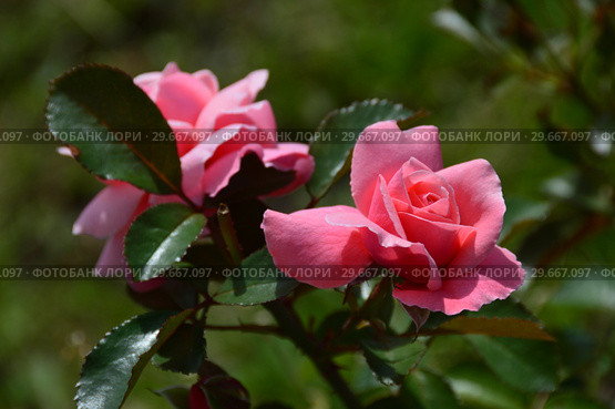 Роза флорибунда Олдерли Парк (Алдерли Парк) (Rosa Alderley Park). Fryer's Roses, Великобритания, 2007. Стоковое фото, фотограф lana1501 / Фотобанк Лори