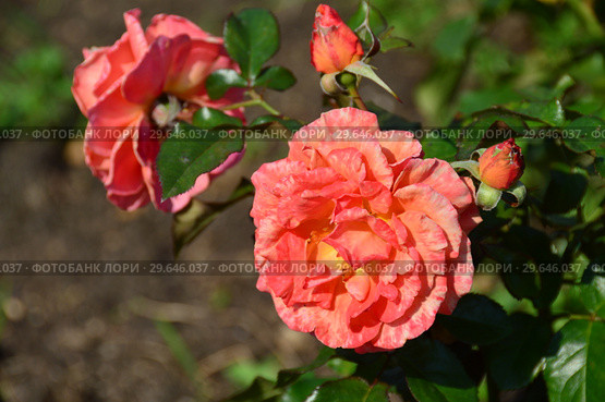 Роза флорибунда Таттон (FRYentice, Casanova, Francois Mauriac, Tatton Park) (Tatton), Fryers Roses, Великобритания, 2000. Стоковое фото, фотограф lana1501 / Фотобанк Лори