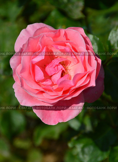 Роза флоринбуда Куин Элизабет, Королева Елизавета (лат. Queen Elizabeth (Queen of England, The Queen Elizabeth Rose)), Lammerts США, 1954. Стоковое фото, фотограф lana1501 / Фотобанк Лори