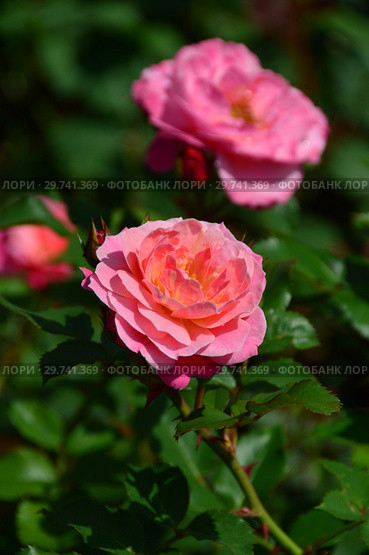 Роза кустарниковая Флёр ан Сэн (Флёрс ан Сэн, Masflesei), (Fleurs en Seine). Petales de rose (D. massad), Франция 2011. Стоковое фото, фотограф lana1501 / Фотобанк Лори