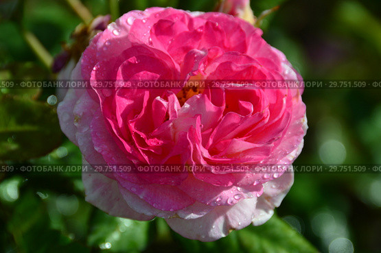 Роза кустарниковая Мадам де Сталь (Мадам де Стаел, Masmast), (Rosa Madame de Stael). Guillot Massad, France 2009. Стоковое фото, фотограф lana1501 / Фотобанк Лори
