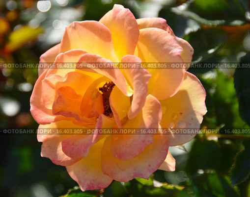 Роза патио Мериголд Свит Дрим (лат. Marigold Sweet Dream), Fryer 2010. Стоковое фото, фотограф lana1501 / Фотобанк Лори