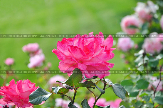 Роза (Rosa) Стоковое фото, фотограф Алёшина Оксана / Фотобанк Лори