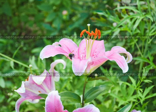 Розовая лилия (Lilium) и шмель. Стоковое фото, фотограф Алёшина Оксана / Фотобанк Лори