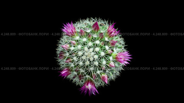 Розовая маммиллярия (Mammillaria bocasana) Стоковое видео, видеограф Артем Поваров / Фотобанк Лори