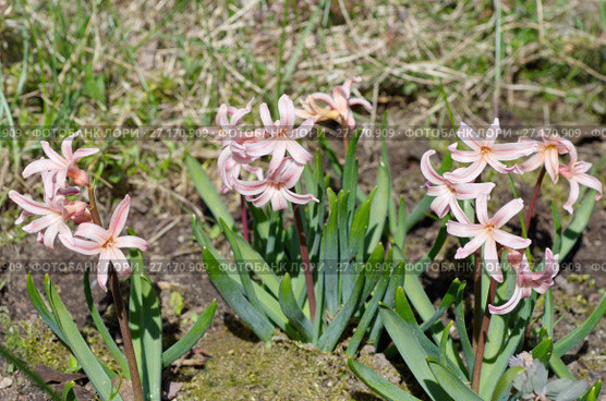 Розовые гиацинты сорта "Джипси Куин" (лат. Hyacinthus Gypsy Queen) в саду. Стоковое фото, фотограф Елена Коромыслова / Фотобанк Лори