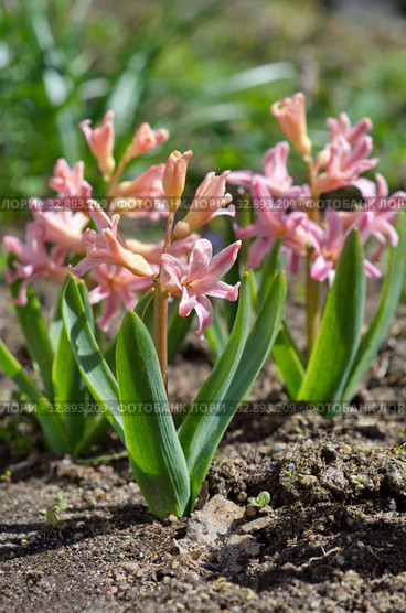 Розовые гиацинты сорта "Джипси Куин" (лат. Hyacinthus Gypsy Queen) цветут в саду. Стоковое фото, фотограф Елена Коромыслова / Фотобанк Лори