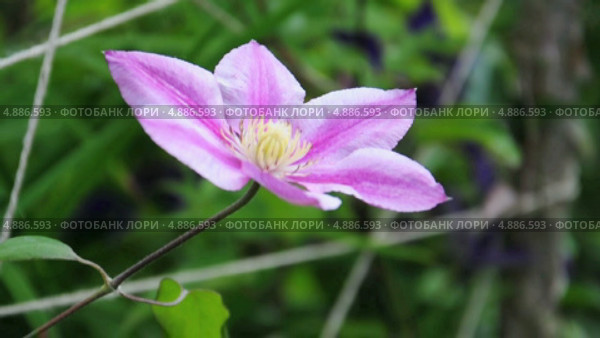 Розовый клематис, ломонос (Clematis) качается на ветру. Стоковое видео, видеограф Алёшина Оксана / Фотобанк Лори