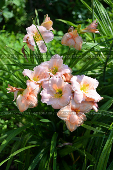 Розовый Лилейник гибридный "Он энд Он" / Hemerocallis hybrida "On and On" в саду. Стоковое фото, фотограф Оксана / Фотобанк Лори