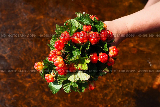 Rubus chamaemorus is a species of flowering plant rose family Rosaceae, native to cool temperate regions. Cloudberry, nordic berry, bakeapple, knotberry, aqpik or low-bush salmonberry, averin or evron. Стоковое фото, фотограф Юлия Петровская / Фотобанк Лори