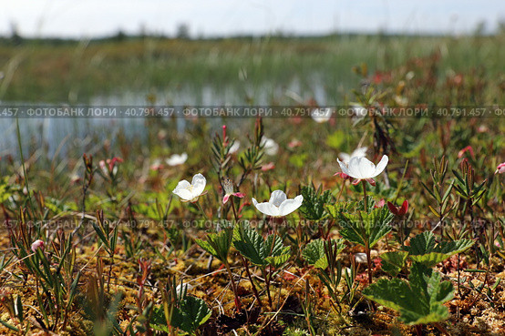 Rubus chamaemorus. Цветущая морошка на болоте, Ямало-Ненецкий автономный округ. Стоковое фото, фотограф Григорий Писоцкий / Фотобанк Лори