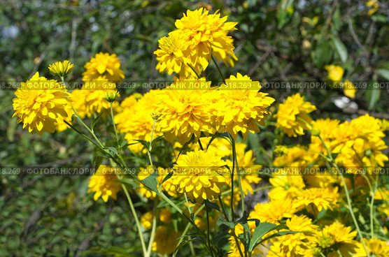 Рудбекия рассеченная (лат. Rudbeckia laciniata ), или золотой шар. Стоковое фото, фотограф Елена Коромыслова / Фотобанк Лори