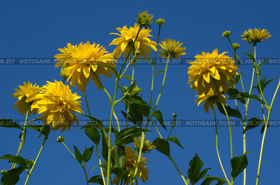 Рудбекия рассеченная (Rudbeckia laciniata ), или золотой шар. Стоковое фото, фотограф Елена Коромыслова / Фотобанк Лори