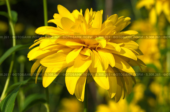 Рудбекия рассеченная (Rudbeckia laciniata ), или золотой шар крупным планом. Стоковое фото, фотограф Елена Коромыслова / Фотобанк Лори