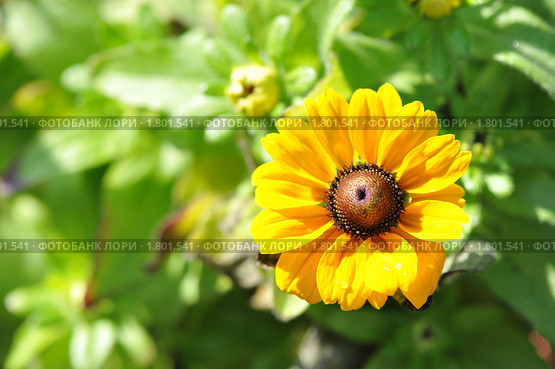 Рудбекия желтая в солнечный день (Rudbeckia) Стоковое фото, фотограф Татьяна Кахилл / Фотобанк Лори