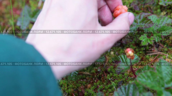Рука человека, собирающего морошку на болоте, крупный план. Стоковое видео, видеограф Кекяляйнен Андрей / Фотобанк Лори