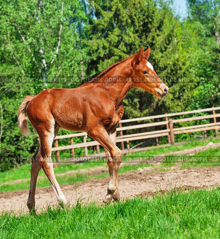running little chestnut foal. Стоковое фото, агентство Ingram Publishing / Фотобанк Лори