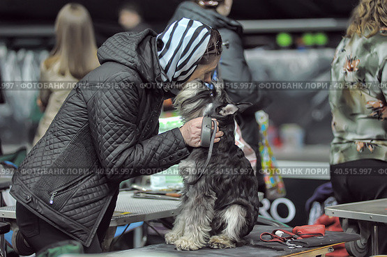 Russia, Saint-Petersburg, 15,05,2014, International Dog Show of all breeds (CACIB-FCI, Chemp.RKF) WHITE NIGHTS. Редакционное фото, фотограф Анна Кривицкая / Фотобанк Лори