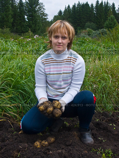 Русские национальные забавы. Копка картофеля. Стоковое фото, фотограф Ирина Солошенко / Фотобанк Лори