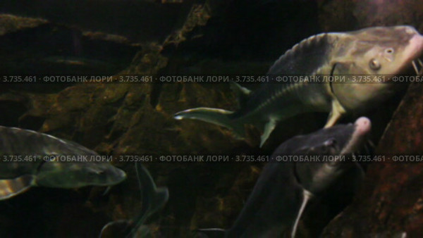 Русские осетры под водой. Стоковое видео, видеограф Михаил Коханчиков / Фотобанк Лори