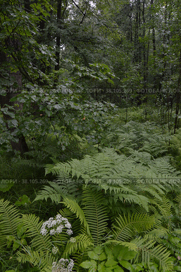Русский лес. Липняк папоротниковый. Лето.  Tilia cordata Mill., Pteridium aquilinum (L.) Kuhn.  Matteuccia struthiopteris (L.) Tod.. Russian forest. Summer. (2022 год). Редакционное фото, фотограф Светлана Федорова / Фотобанк Лори