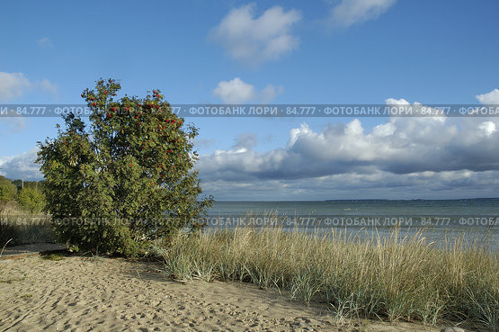 Рябина на берегу моря. Стоковое фото, фотограф Игорь Соколов / Фотобанк Лори
