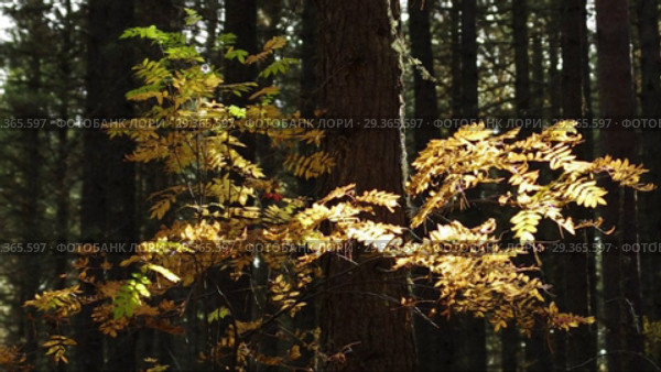 Рябина в кедровом лесу. Rowan in Cedar forest. Стоковое видео, видеограф Евгений Романов / Фотобанк Лори