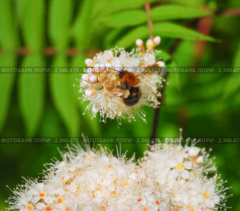 Рябинник рябинолистный (Sorbaria sorbifolia) и шмель. Стоковое фото, фотограф Алёшина Оксана / Фотобанк Лори