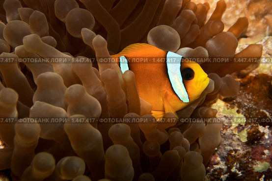 Рыба-клоун - Двухполосый амфиприон (Amphiprion bicinctus) Стоковое фото, фотограф Виктор Савушкин / Фотобанк Лори