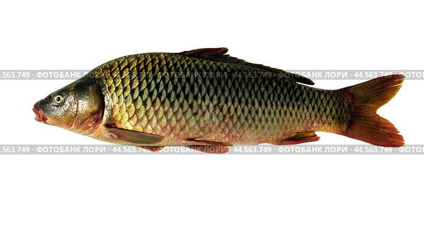 Рыба Сазан ( Cyprinus carpio Linnaeus, 1758 )  на изолированном фоне  - Промысловые рыбы Волго-Каспийского бассейна. Стоковое фото, фотограф Павел Просянов / Фотобанк Лори