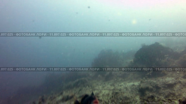 Рыба Спинорог атакует водолазов на Бали (2015 год). Редакционное видео, видеограф Фотограф / Фотобанк Лори