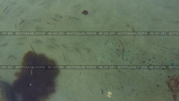 Рыбки плавают в прозрачной морской воде. Стоковое видео, видеограф Павел Сапрыкин / Фотобанк Лори