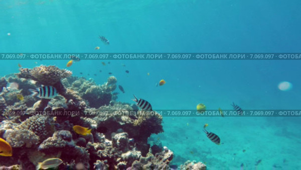 Рыбки у кораллов в Красном море. Стоковое видео, видеограф Михаил Коханчиков / Фотобанк Лори