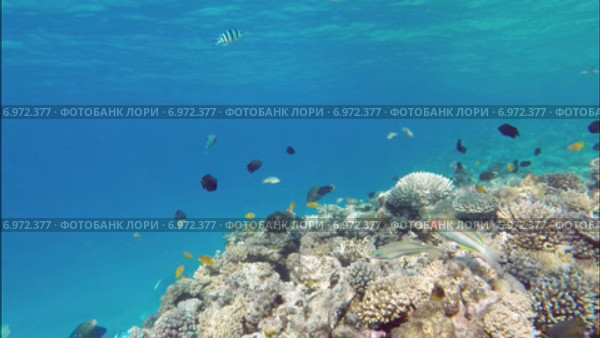 Рыбки у кораллов в море. Стоковое видео, видеограф Михаил Коханчиков / Фотобанк Лори