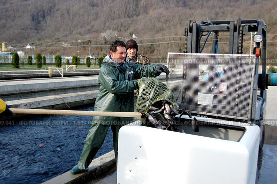 Рыбовод готовит молодь форели для взвешивания (2009 год). Редакционное фото, фотограф Анна Мартынова / Фотобанк Лори