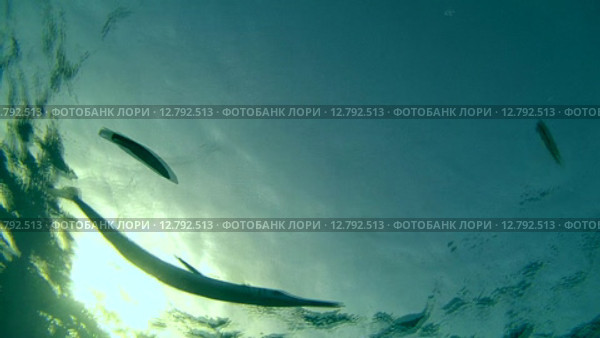 Рыбы чистильщики (Aspidontus taeniat) чистят морскую щуку Саргана (Belone belone) на коралловом рифе, Красное море, Марса-эль-Алам, бухта Абу-Дабаб, Египет. Стоковое видео, видеограф Некрасов Андрей / Фотобанк Лори