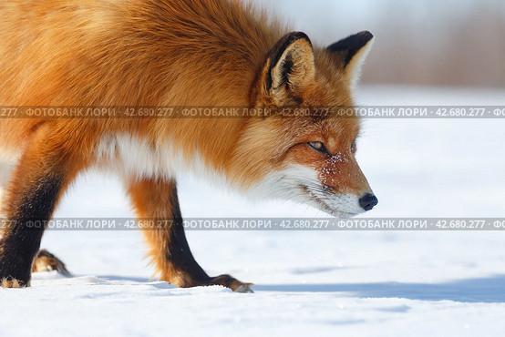 Рыжая лисица (Vulpes). Портрет лисы, идущей по заснеженной тундре. Крупный план. Осторожный хищник. Дикое животное в естественной среде обитания. Природа Сибири и Дальнего Востока. Чукотка, Россия. Арктика. Стоковое фото, фотограф Андрей Степанов / Фотобанк Лори