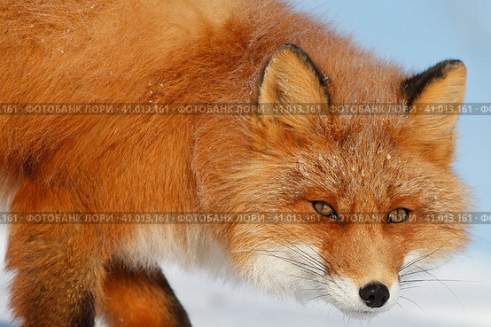 Рыжая лисица (Vulpes vulpes). Портрет лисы крупным планом. Внимательный и осторожный взгляд с глазу на глаз. Красивый рыжий мех. Животный мир Арктики. Природа и животные Чукотки. Сибирь, Дальний Восток России. Стоковое фото, фотограф Андрей Степанов / Фотобанк Лори