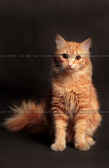 Рыжий кот. Стоковое фото, фотограф Андрей Доронченко / Фотобанк Лори