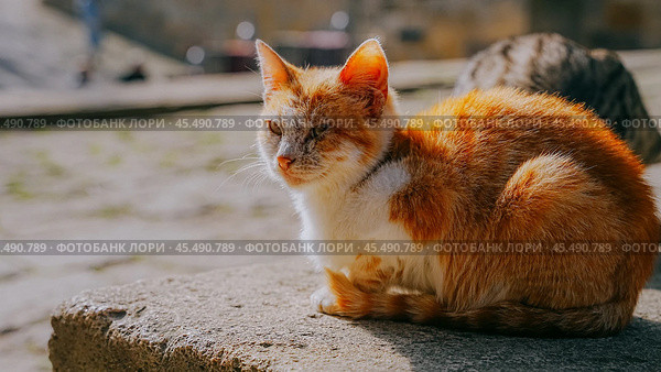 Рыжий кот на улице. Стоковое фото, фотограф Наталия Дмитриева / Фотобанк Лори