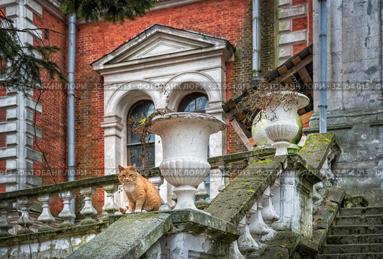 Рыжий кот Red cat on the mossy railing. Стоковое фото, фотограф Baturina Yuliya / Фотобанк Лори