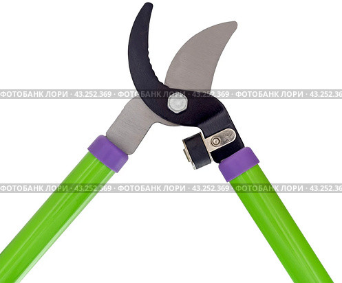 Садовый секатор на белом фоне. Gardening secateurs for cutting branches isolated on white. Стоковое фото, фотограф Татьяна Д / Фотобанк Лори