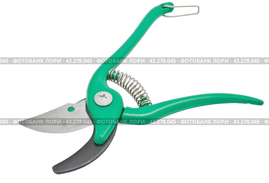 Садовый секатор на белом фоне. Gardening secateurs for cutting branches isolated on white. Стоковое фото, фотограф Татьяна Д / Фотобанк Лори