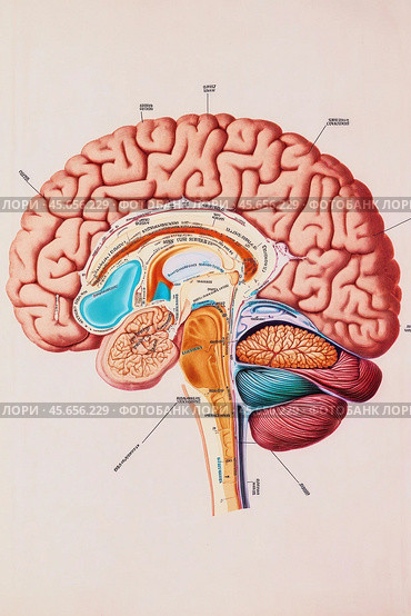 Sagittal section showing internal structure of human brain. Стоковое AI-изображение, AI-художник Юрий Поздников / Фотобанк Лори