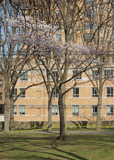Sakura Park is public park. It was originally called Claremont Park, but renamed in 1912 after Committee of Japanese Residents of New York donated 2,500 cherry blossom trees to city (2018 год). Стоковое фото, фотограф Валерия Попова / Фотобанк Лори