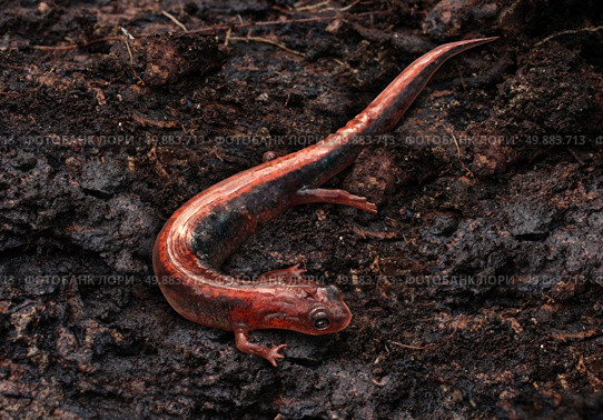Salamander in a moist cool damp forest habitat as an eastern redback crawling on an earth floor as an amphibian animal living in a northern environment as a symbol of wildlife and zoology. Стоковое фото, агентство Ingram Publishing / Фотобанк Лори