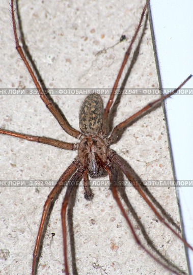 Самец паука Tegenaria Atrica на стене. Стоковое фото, фотограф Василий Фирсов / Фотобанк Лори