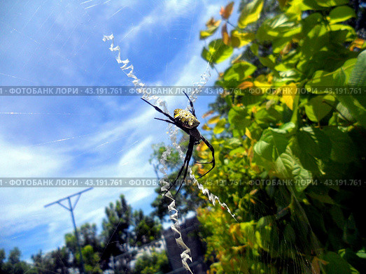 Самка Гавайского паука-кругопряда Argiope appensa (2014 год). Стоковое фото, фотограф Михнев Андрей / Фотобанк Лори