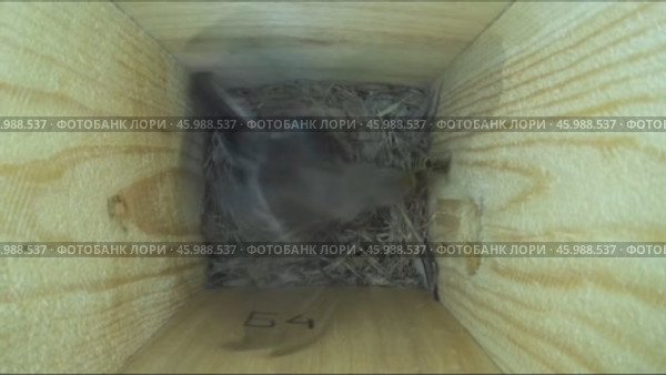 Самка мухоловки-пеструшки защищает своё гнездо от осы. Стоковое видео, видеограф Александр Мамонтов / Фотобанк Лори